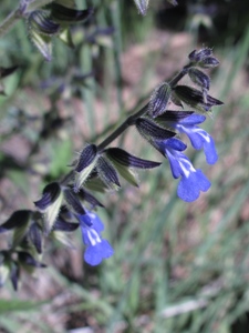 Salvia subincisa